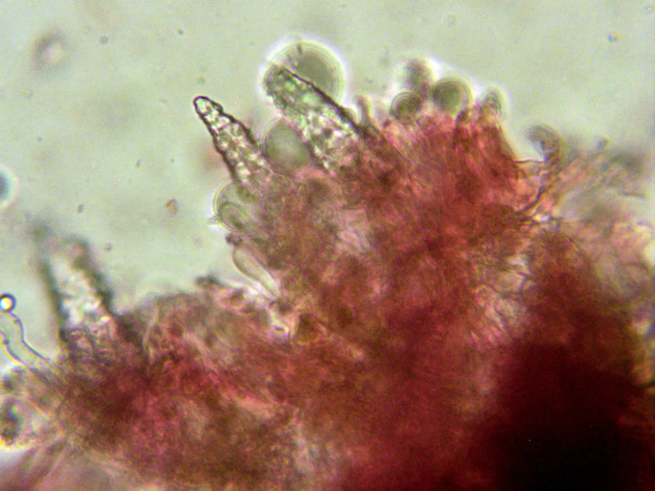 Microscopía de Phlebiopsis papyrina - 10 - Cistidios 6